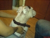 house01-dog.jpg