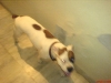 house031-dog.jpg